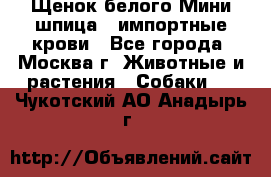 Щенок белого Мини шпица , импортные крови - Все города, Москва г. Животные и растения » Собаки   . Чукотский АО,Анадырь г.